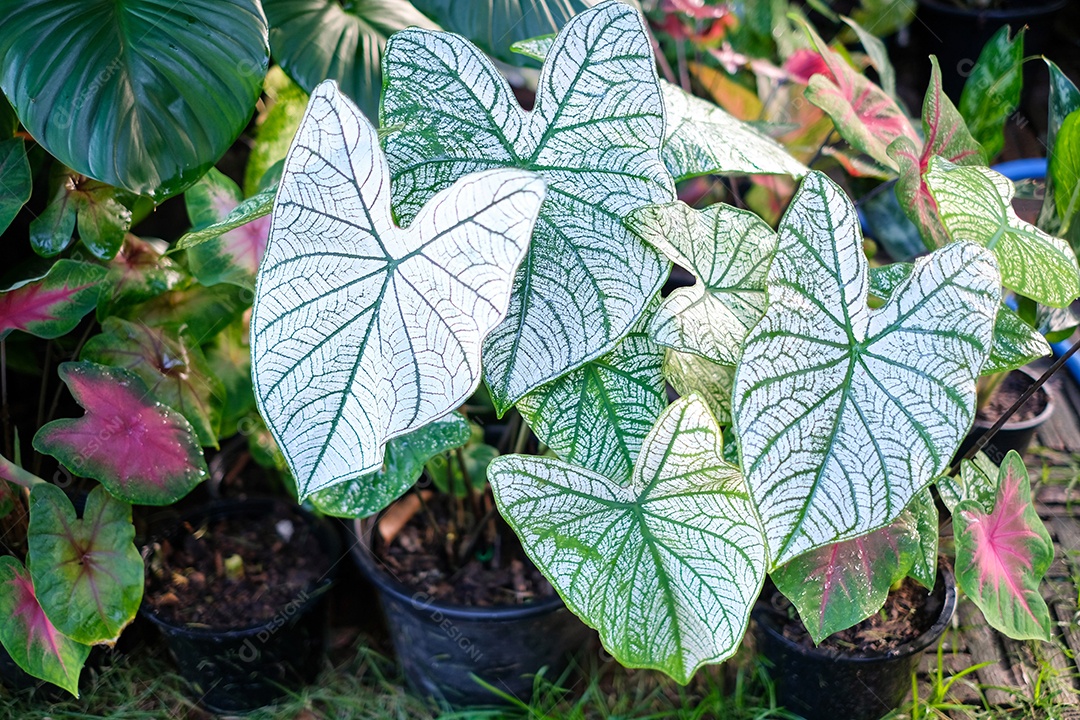 Plantas folhosas. colorido de folhas de bon em vasos