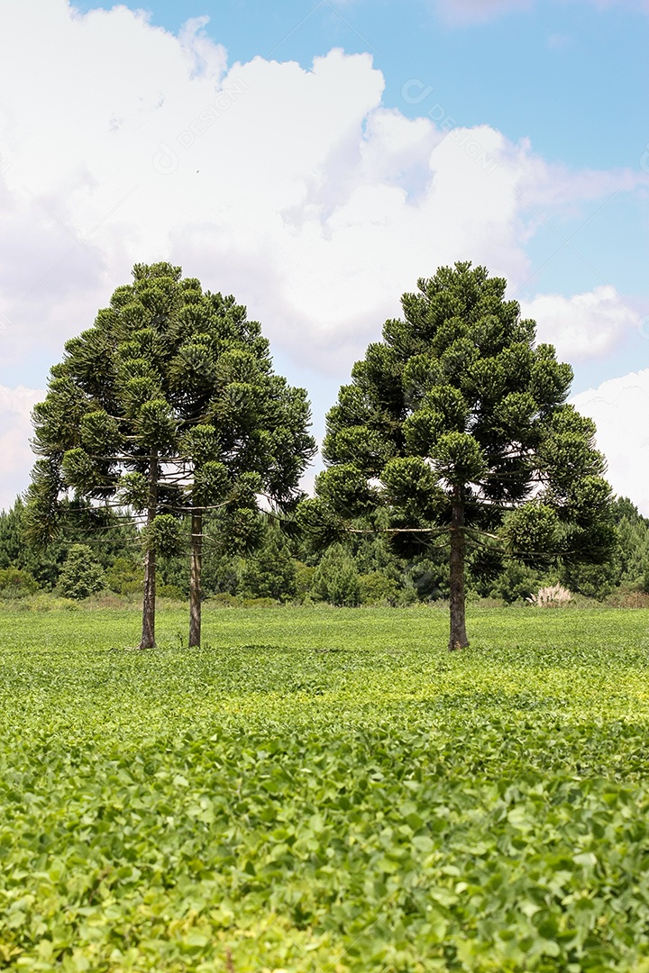 Formato de retrato de uma bela paisagem de um campo de soja