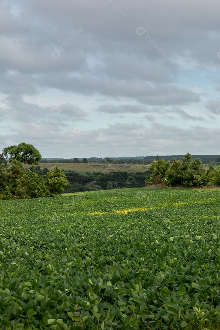 Campo de soja com árvores ao fundo.