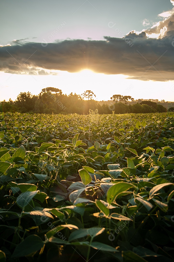 Campo de soja com árvores ao fundo.