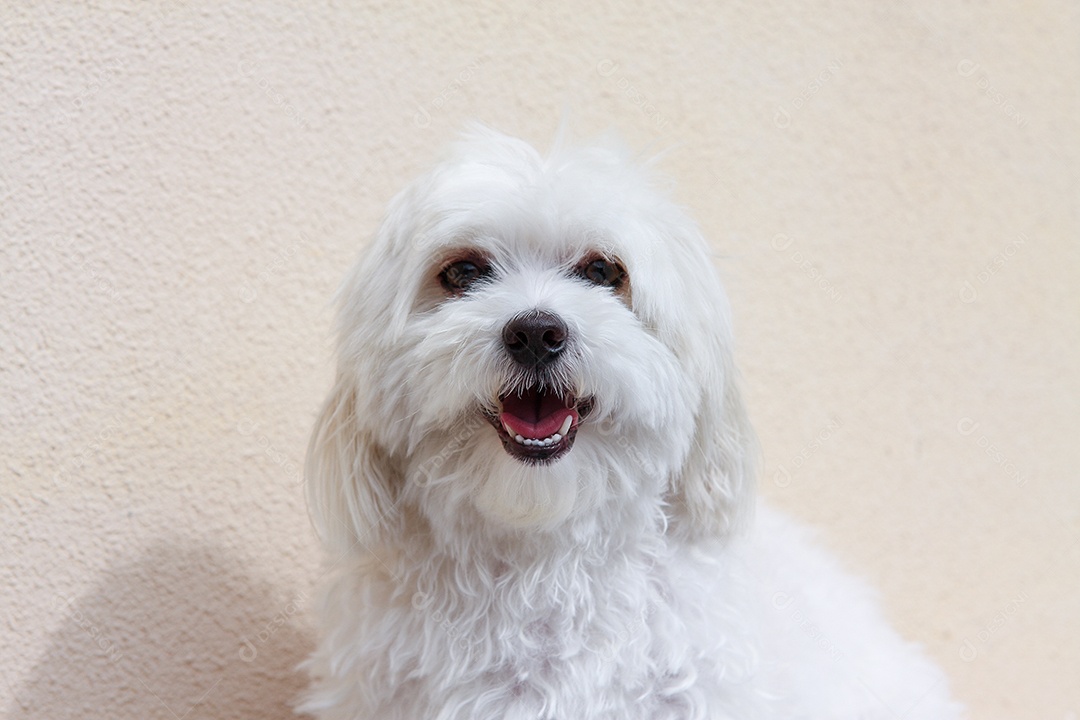 Cão maltês bichon branco bonito e fofo sobre fundo isolado bege.