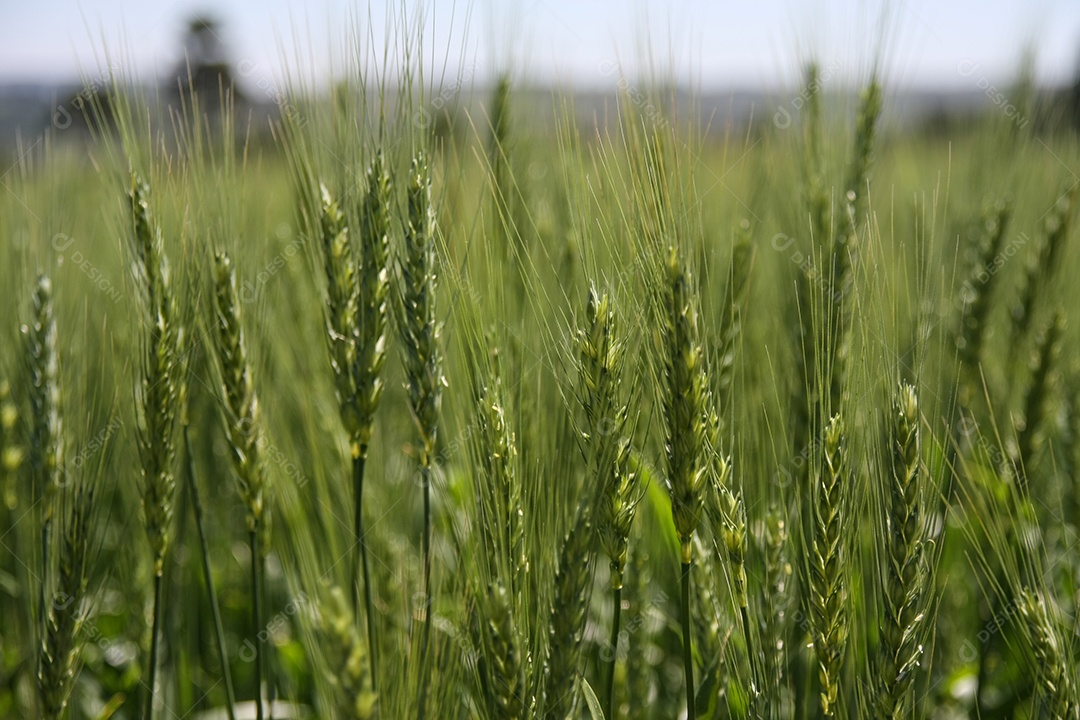 Campo de trigo verde. Fundo verde com trigo. Whea verde jovem