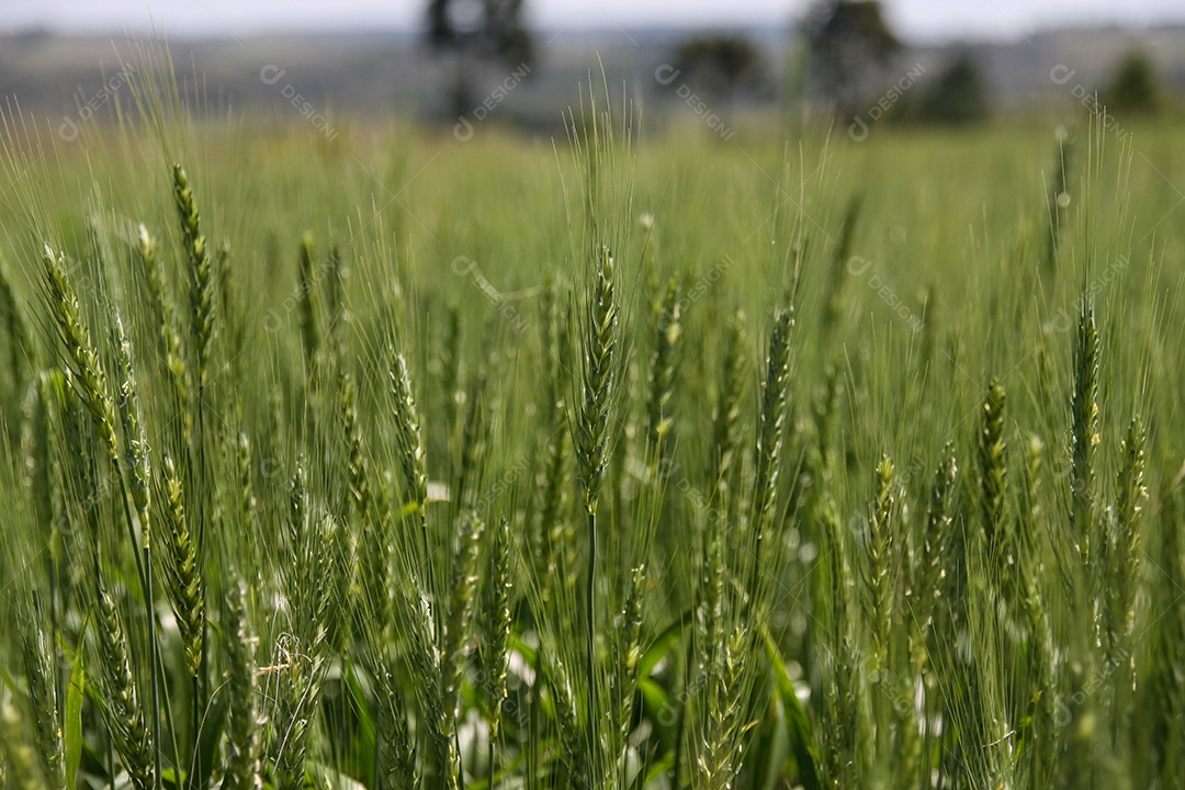 Campo de trigo verde. Fundo verde com trigo. Whea verde jovem