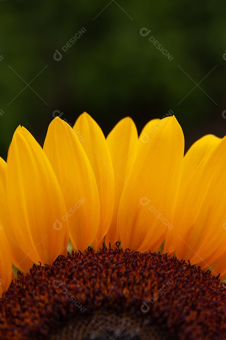 Vista de flores de girassol com fundo verde escuro.