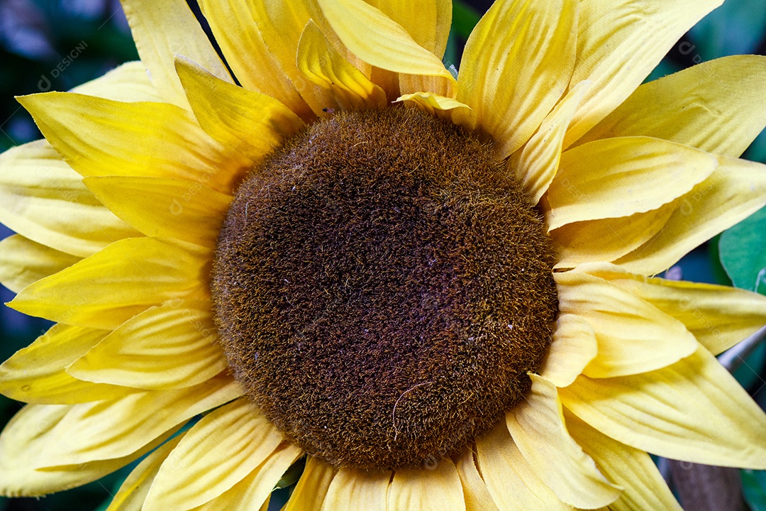 planta conhecida como girassol em jardim no Rio de Janeiro.