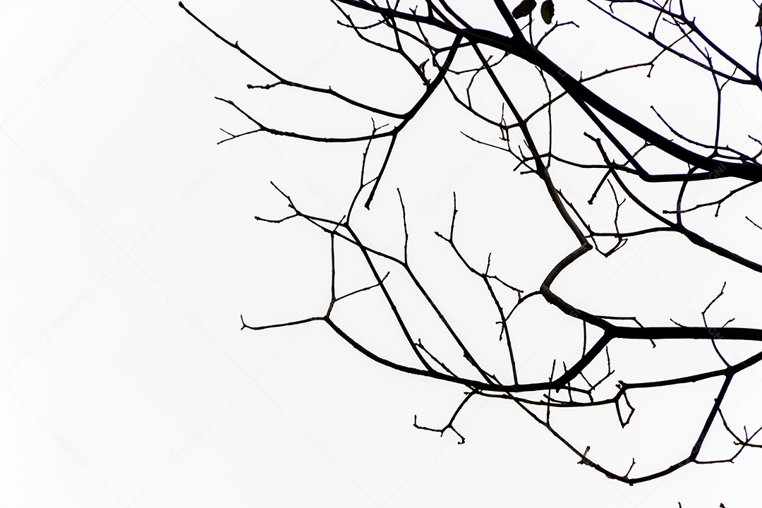 Folhas de amendoeira ao ar livre no Rio de Janeiro Brasil.