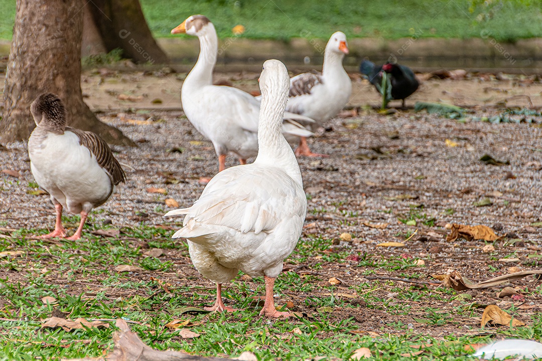 Patos selvagens ao ar livre em uma praça no Rio de Janeiro Brasil.