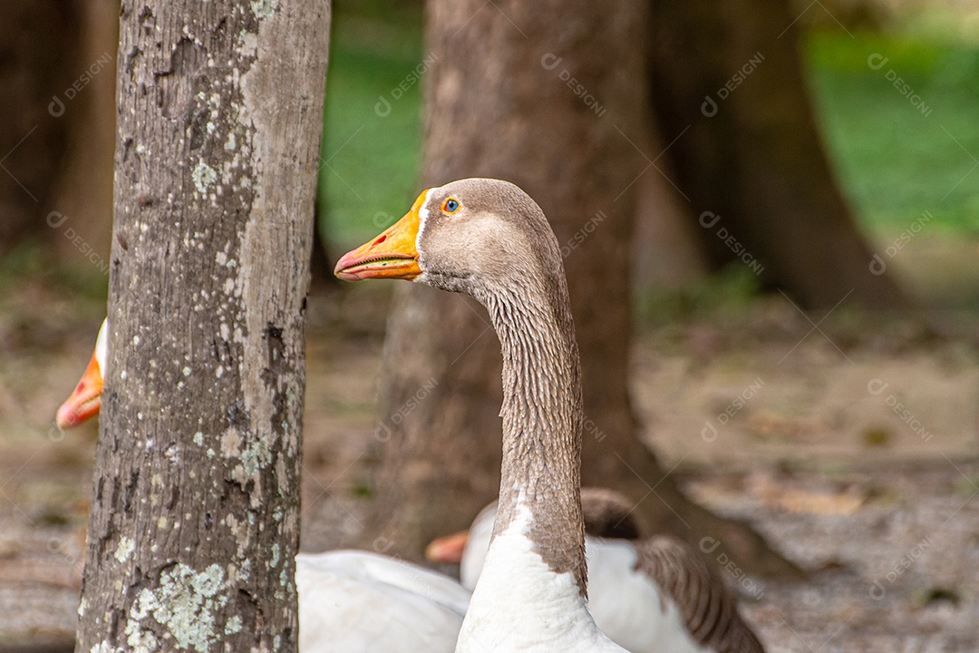 Patos selvagens ao ar livre em uma praça no Rio de Janeiro Brasil.