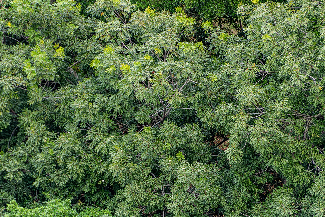 Folhas de manga ao ar livre no Rio de Janeiro.