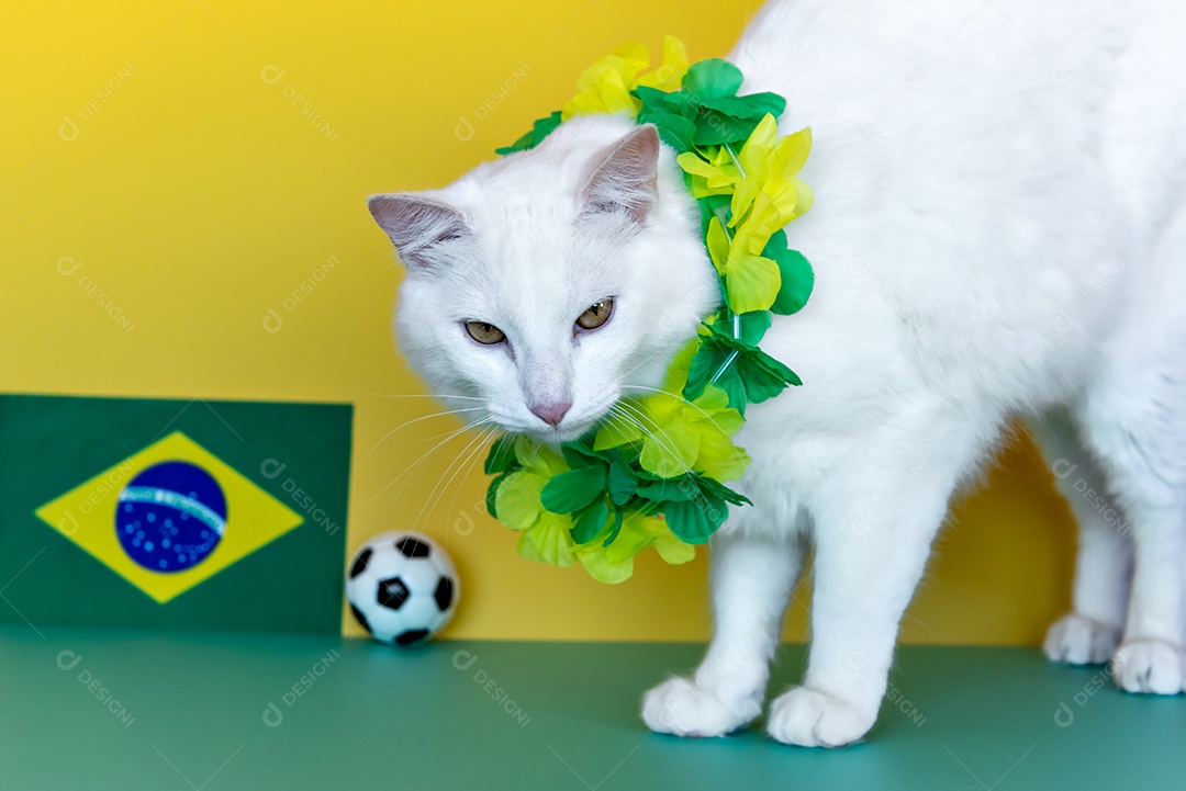 Gato do Brasil, gato branco ao lado da bandeira brasileira