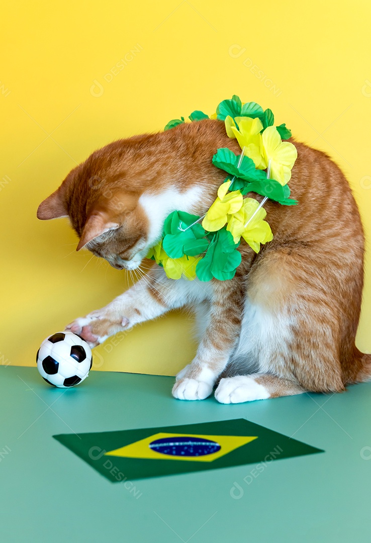 Gato Brasil, gato amarelo ao lado da bandeira brasileira