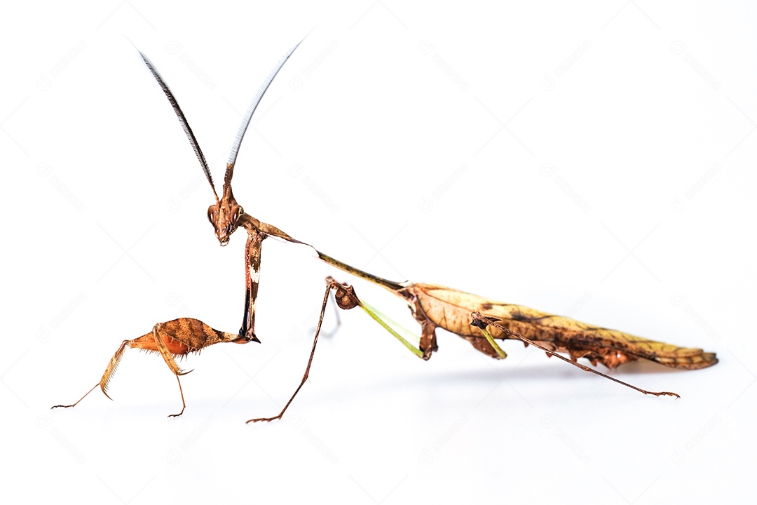 Louva-a-deus marrom isolado no fundo branco,