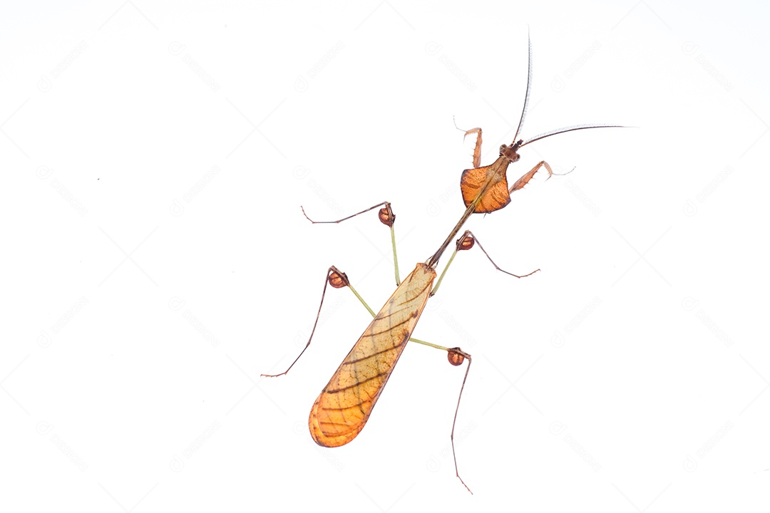 Louva-a-deus marrom isolado no fundo branco,