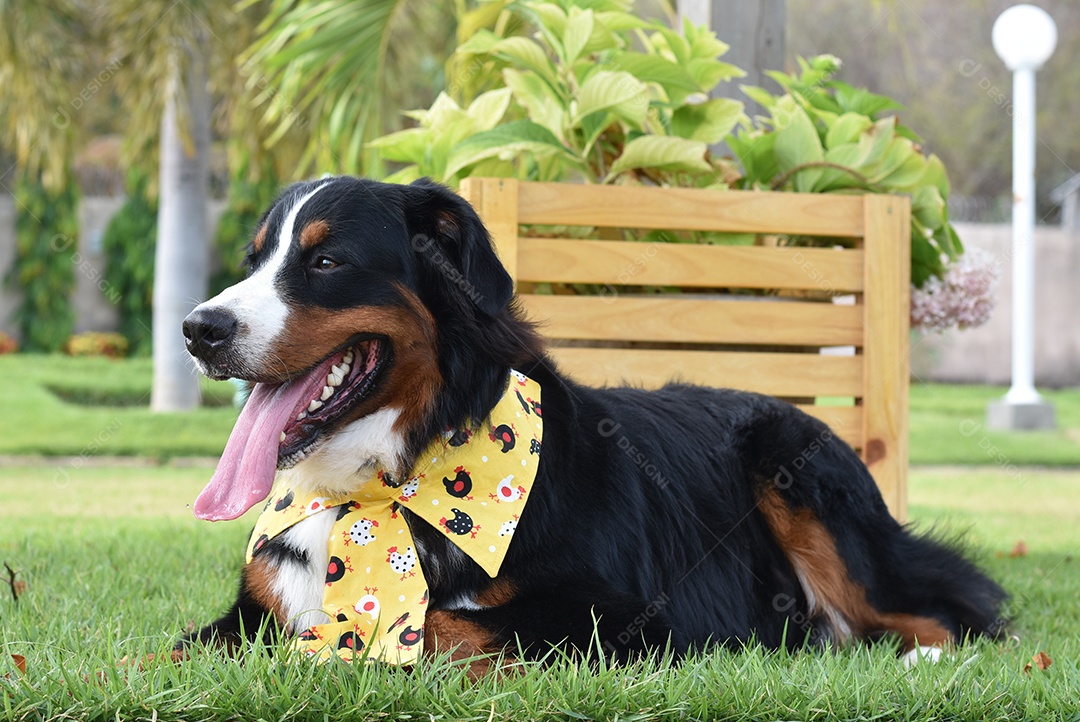 Cachorro animal domestico deitado sobre grama verde campo parque