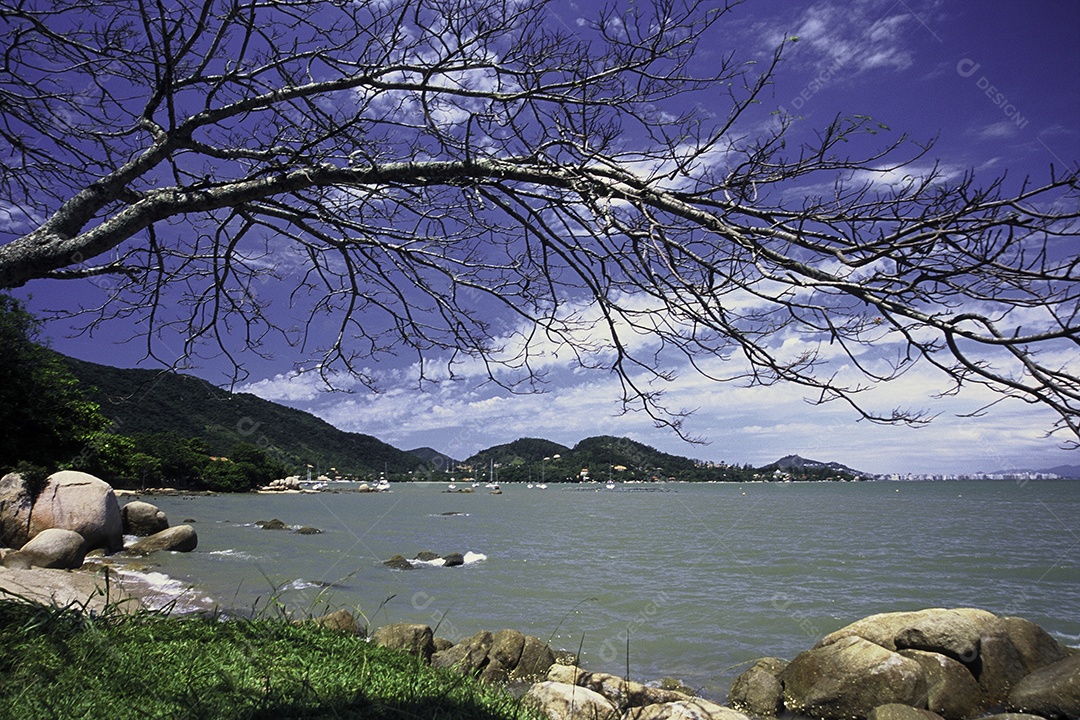 Paisagem arvore seca frente a praia