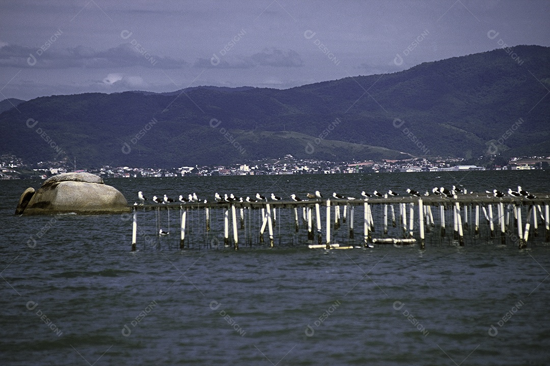 Praia paisagem pessoa curtindo verão