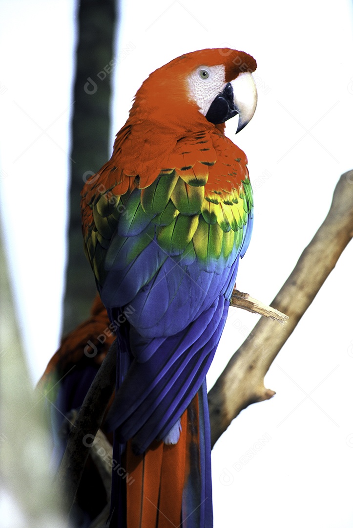 Linda arara sobre fundo branco