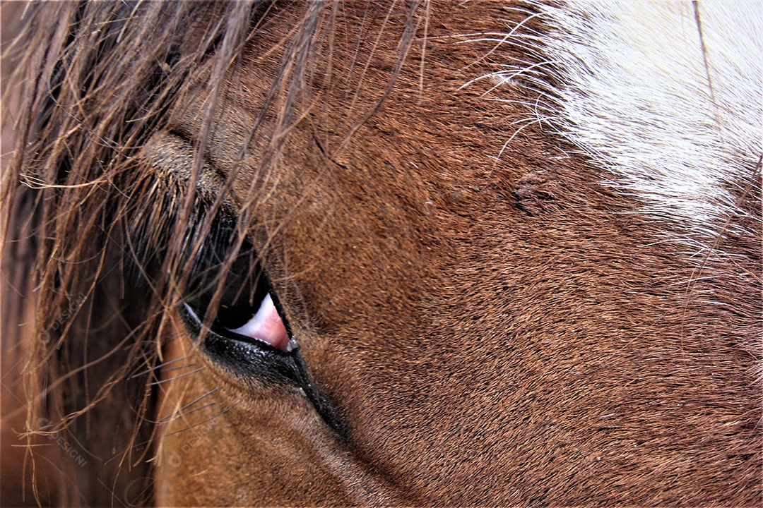 Horse on farm animal creation