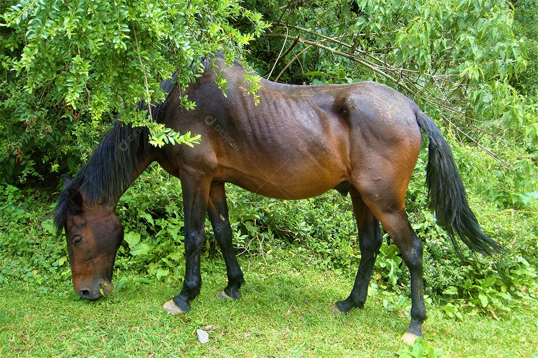 Cavalo sobre fazenda animal criação