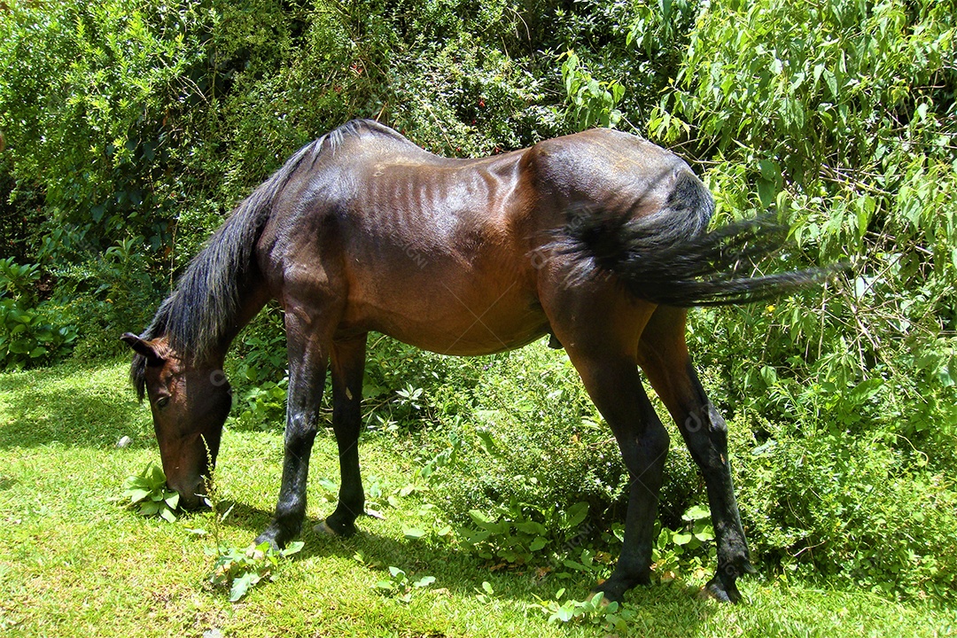 Cavalo sobre fazenda animal criação