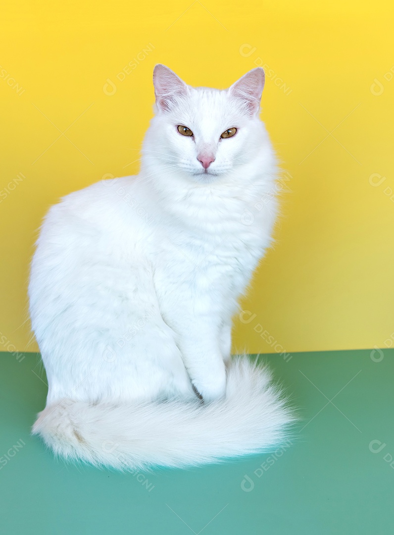 lindo gato branco sobre fundo verde e amarelo.