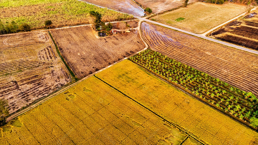 Linha de vista aérea do solo com campo de arroz após a colheita e antes.