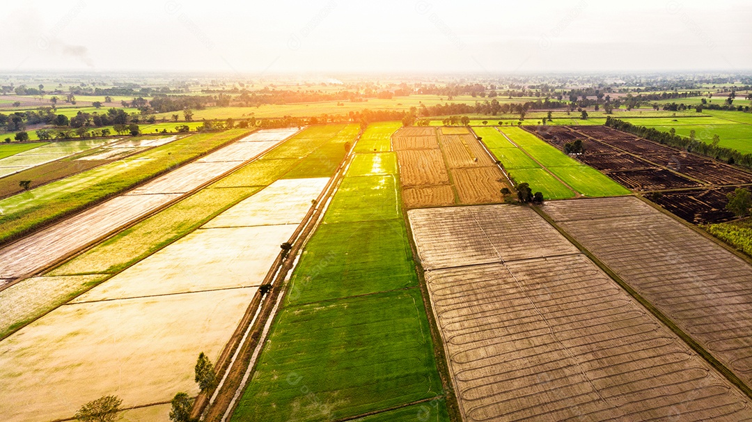 Linha de vista aérea do solo com campo de arroz após a colheita e antes.