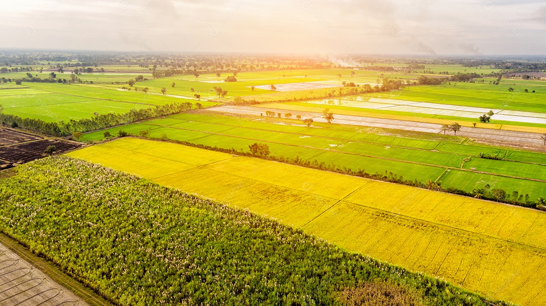 Linha de vista aérea do solo com campo de arroz antes da colheita e broto.
