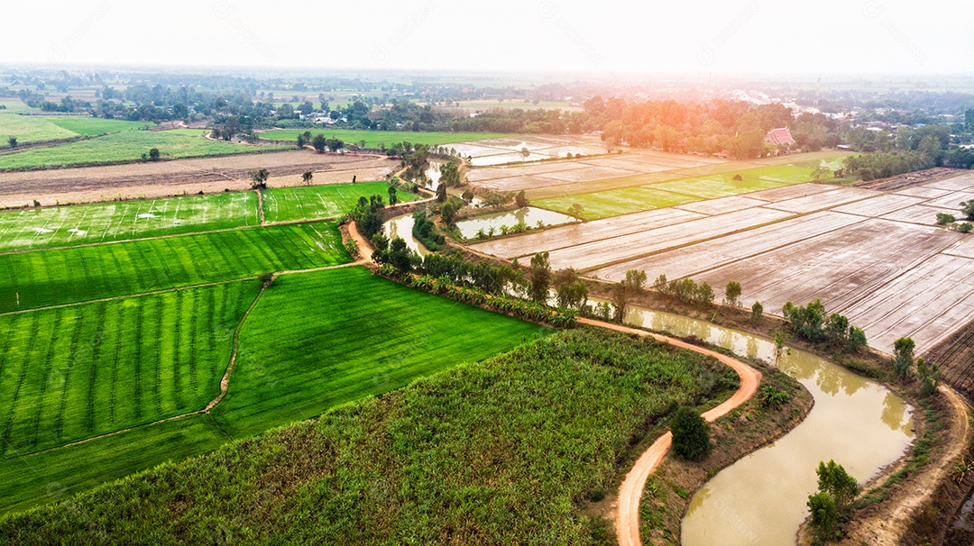 Linha de vista aérea do solo com campo de arroz antes da colheita e broto.