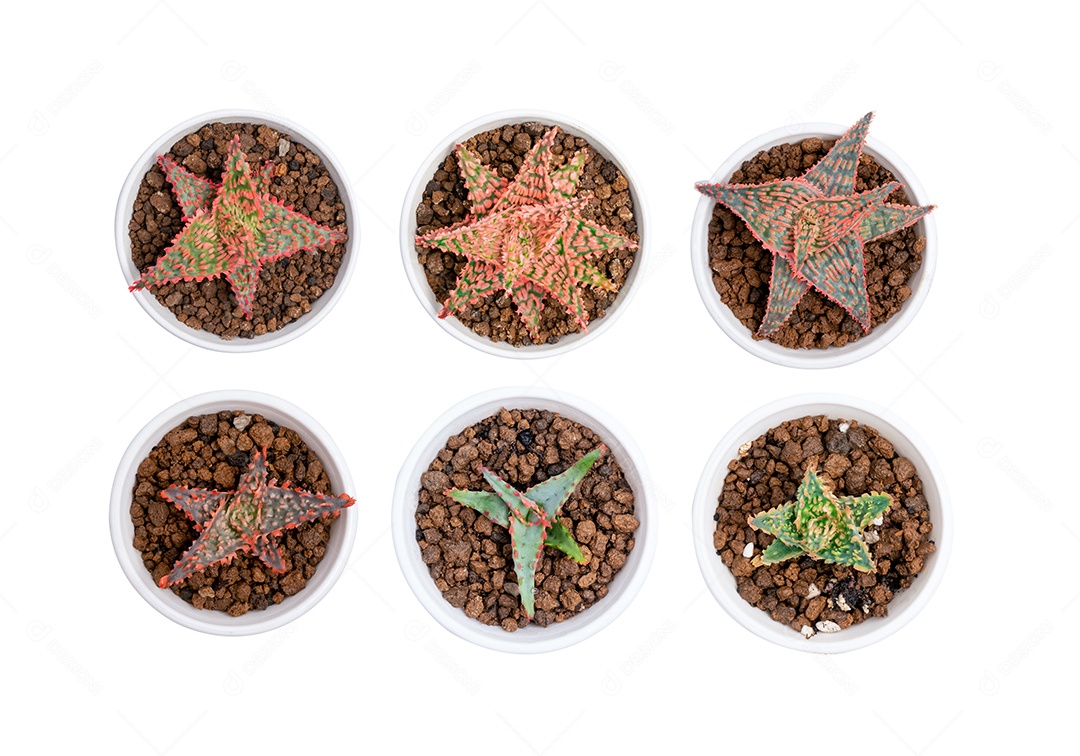 Cacto & Suculentas Aloe em pote branco sobre fundo branco isolado.