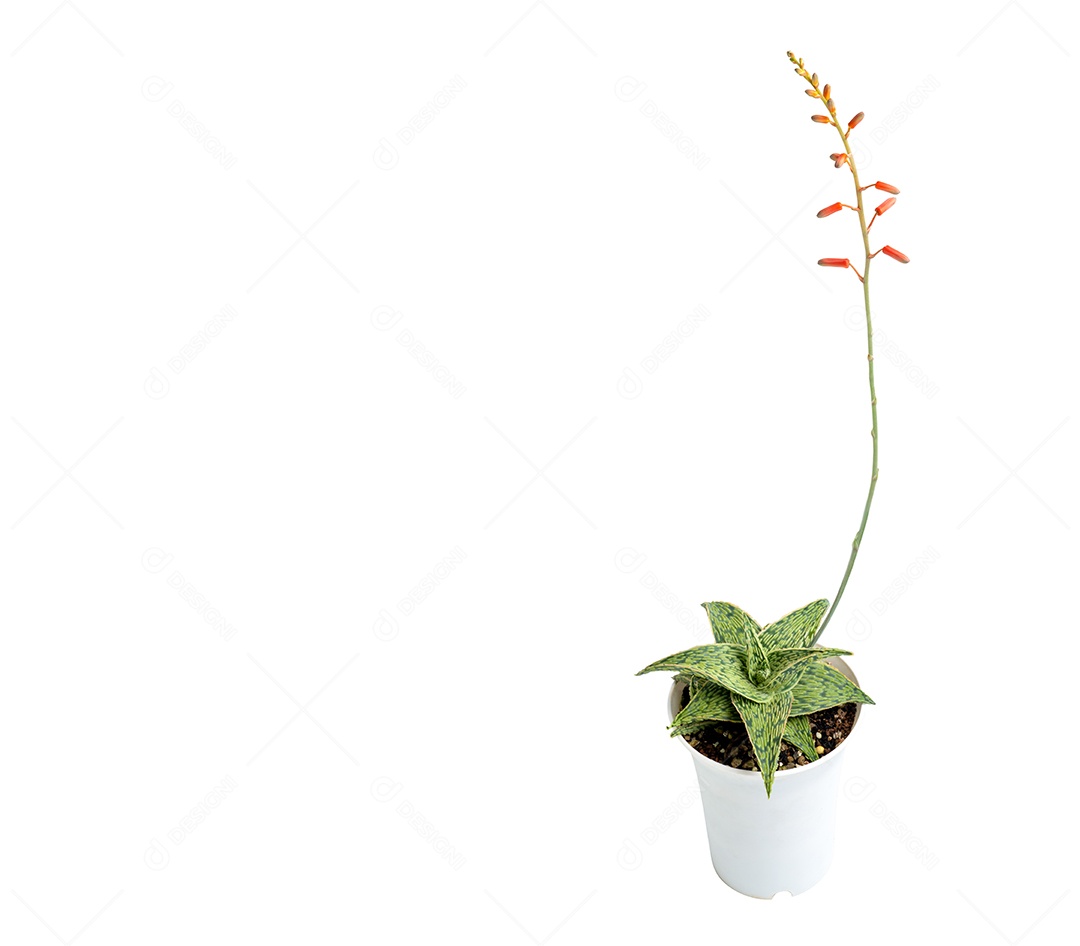 Flor de cacto & amp; Suculentas Aloe em pote branco sobre fundo branco isolado.