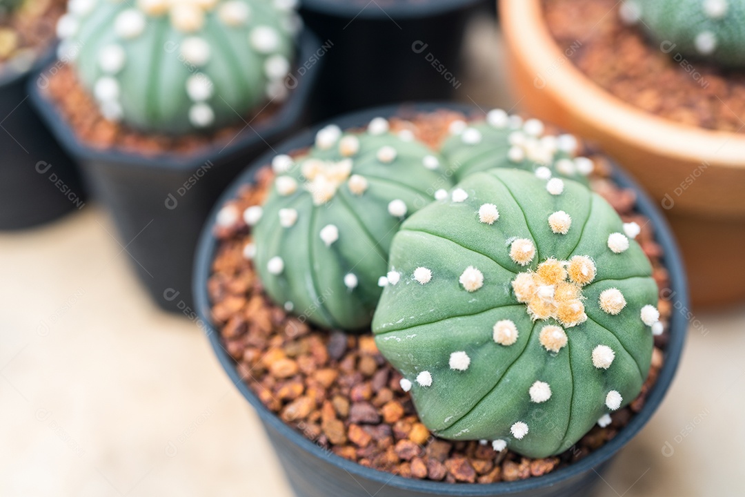 Cactos no pote na fazenda do jardim de cactos.