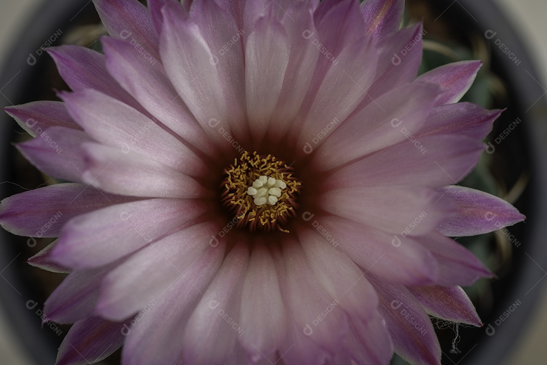 Flor roxa rosa de cacto na fazenda de cactos.