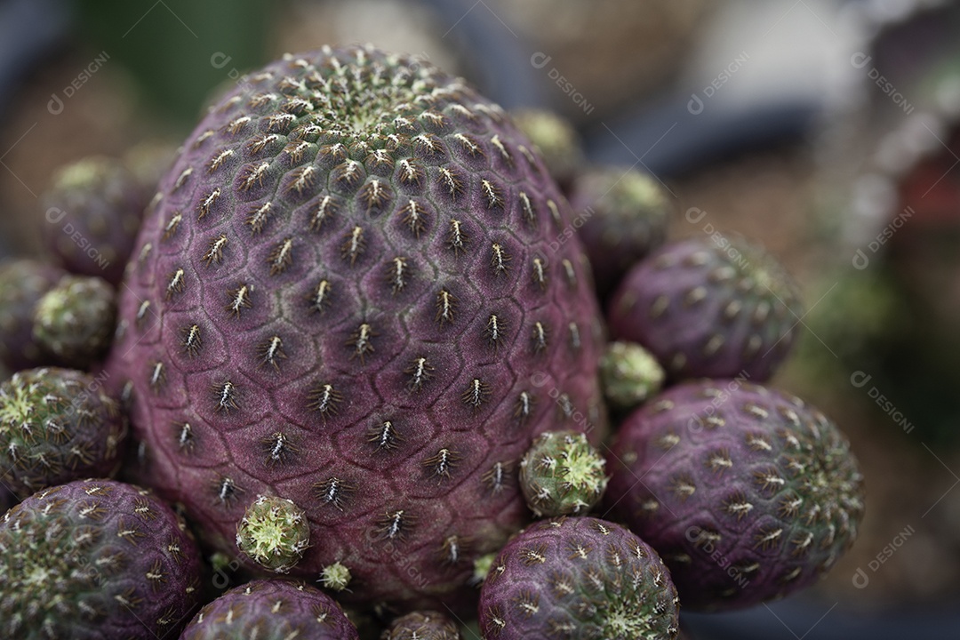 Cactos no pote na fazenda do jardim de cactos.