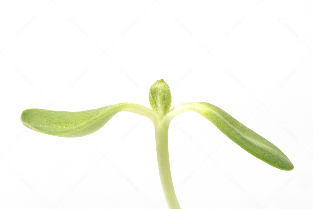 Crescimento dos brotos do girassol.