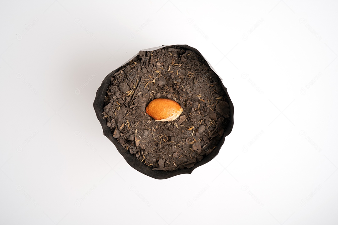 Sementes de durian em saco de viveiro com solo em fundo branco isolado, sementes de preparação para fazenda.