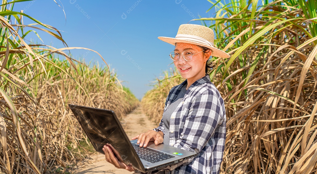 Mulher com notebook no fundo do campo de fazenda de cana-de-açúcar.