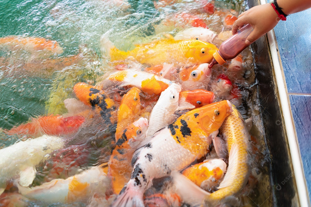 Grupo de peixes dourados com a boca aberta esperando para se alimentar na lagoa.