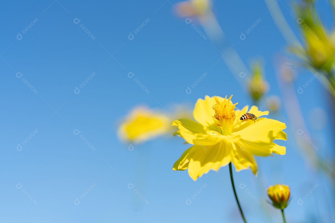Flor de papoula florescendo em flores de papoulas de fundo de céu azul. Natureza.
