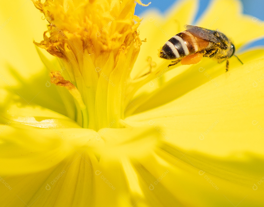 Flor de papoula florescendo no fundo do céu azul papoulas flores.