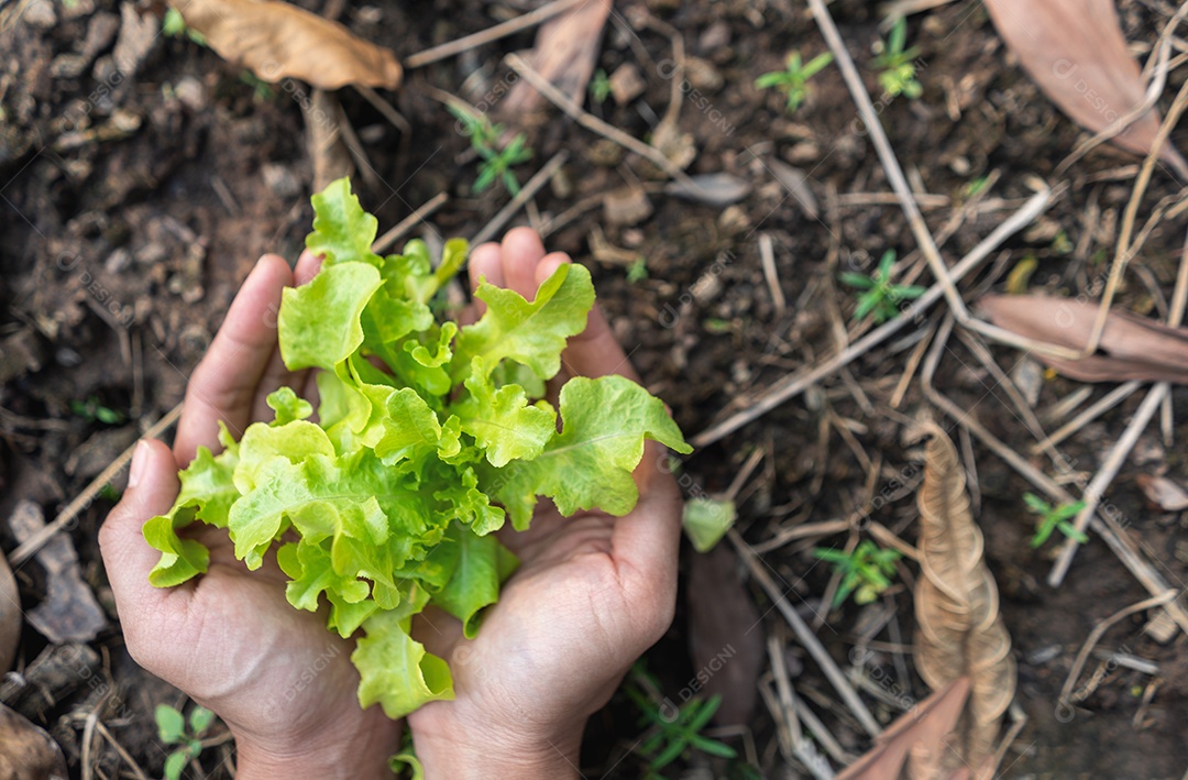 A mão da mulher cresce a planta vegetal no jardim, a mão toma conta.
