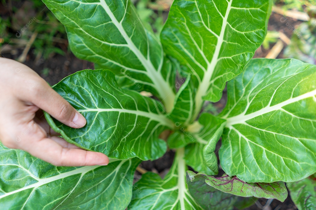 A mão da mulher cresce a planta vegetal no jardim, a mão toma conta.