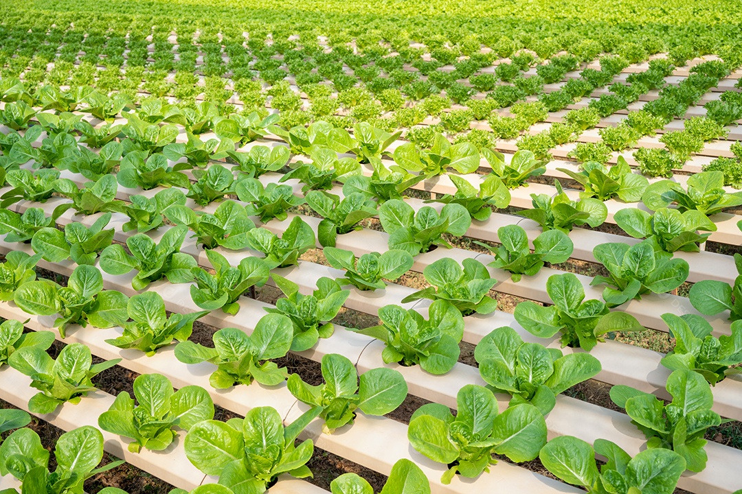 Planta vertical de estufa inteligente de vegetais da fazenda de hidroponia.