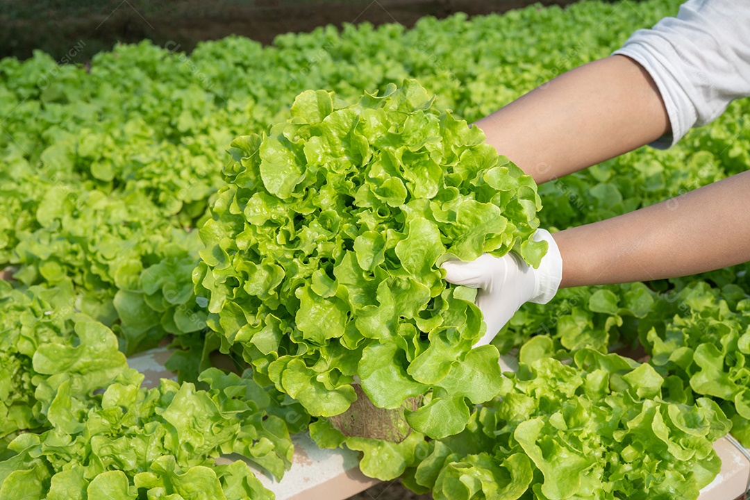 Mão de mulher segurando legumes na estufa inteligente vertical.