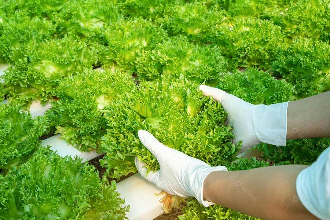 Mão de mulher segurando legumes na estufa inteligente vertical.