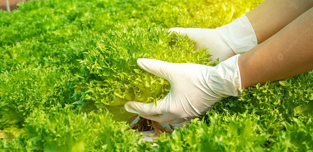Mão de mulher segurando legumes na estufa inteligente vertical.