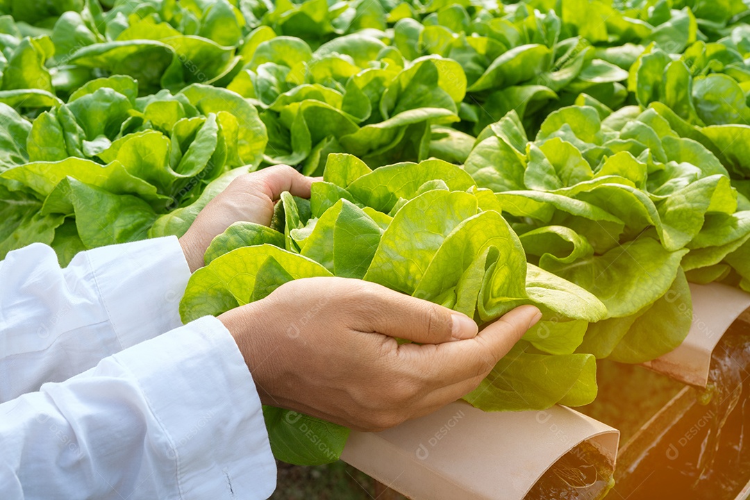 Mão de mulher segurando legumes na estufa inteligente vertical.