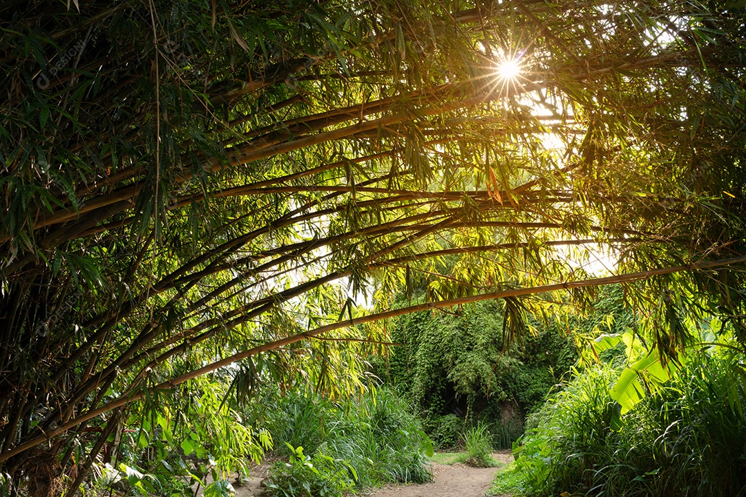Paisagem natural com vista para o jardim de bambu.