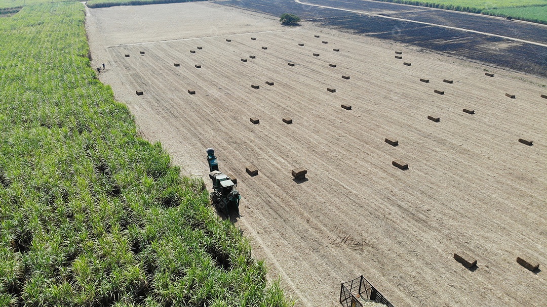 Máquina de colheita de cana-de-açúcar, folha após a colheita no fundo do campo de cana-de-açúcar.