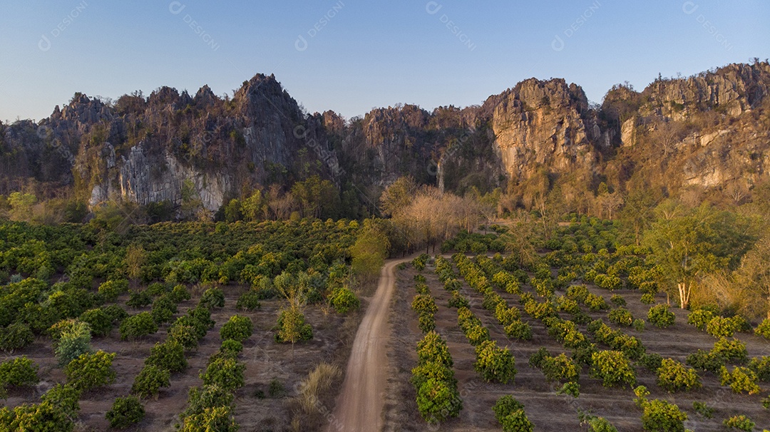 Manga tailandesa fresca isolada no fundo branco.
